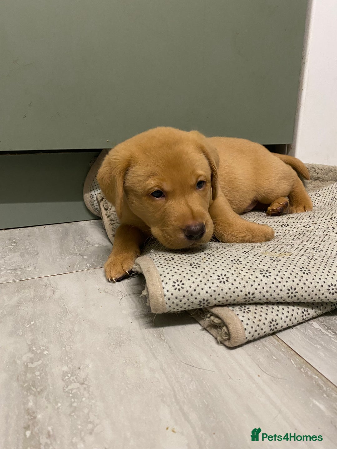 Labrador Retriever dogs for sale: Chuncky Labrador puppies - Advert 11