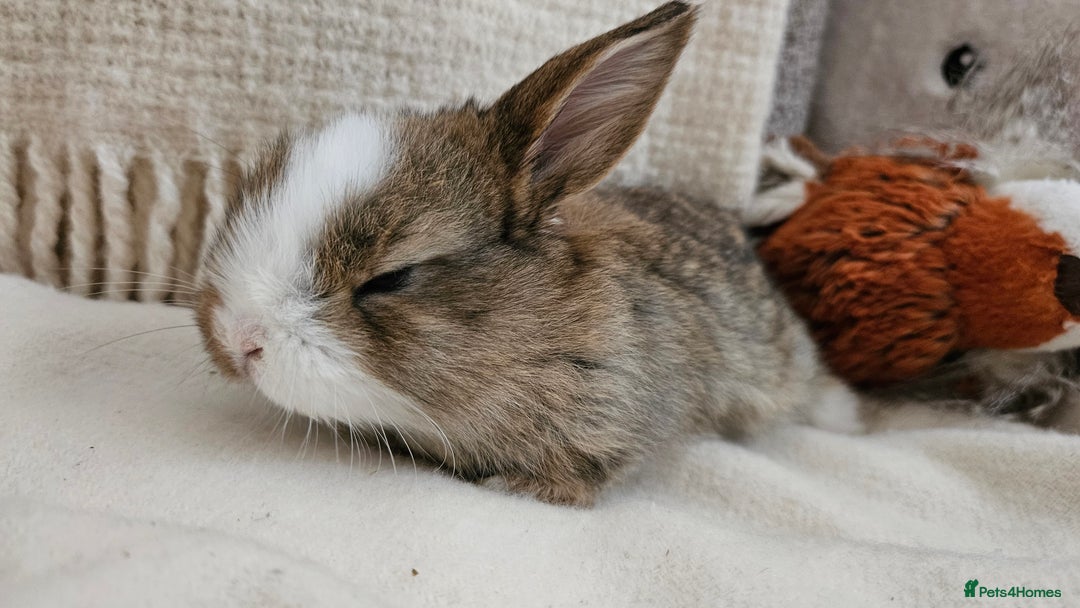 Mini Lop rabbits for sale: Adorable Baby Minilops Mixed - Image 12