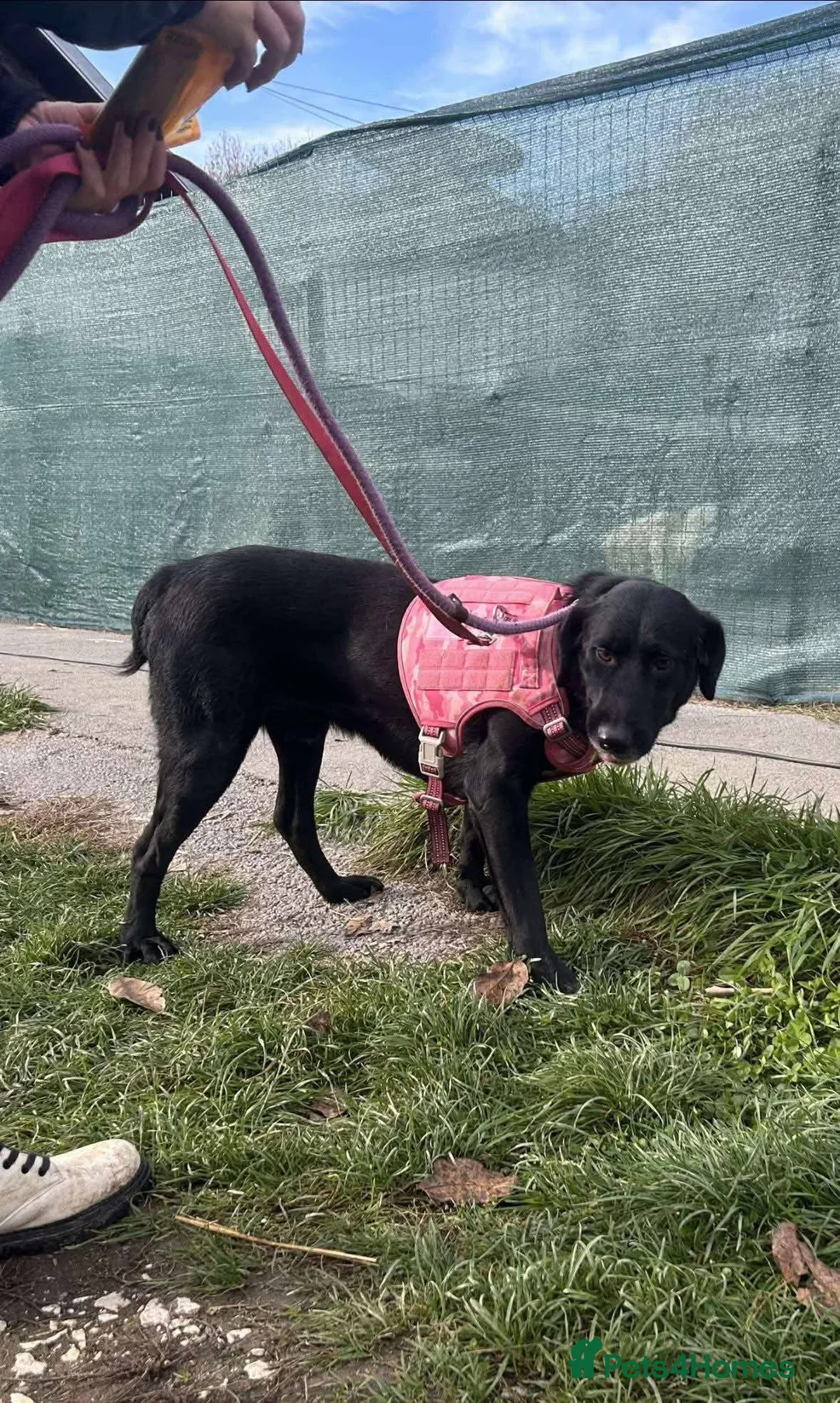 Mixed Breed dogs for adoption: Meet Cosmo, currently residing in Yorkshire  - Advert 12