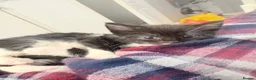 Mixed Breed cats for sale: Kittens ready for loving homes  - Advert 1
