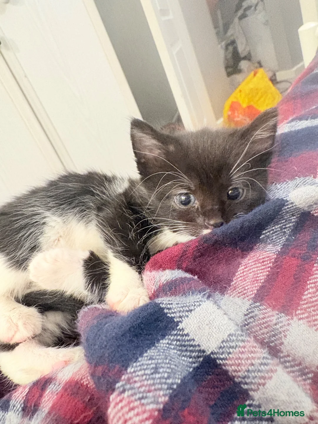 Mixed Breed cats for sale: Kittens ready for loving homes  - Advert 1