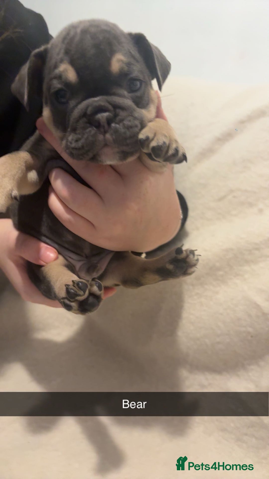 Mixed Breed dogs for sale: French/English bulldogs puppies  - Advert 3