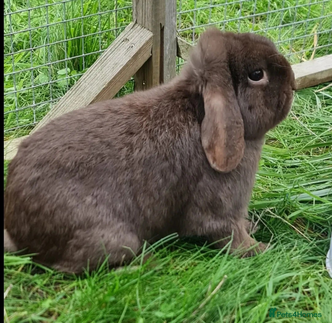 Mini Lop rabbits Chocolate Mini Lop Buck - Advert 8