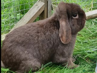 Mini Lop rabbits Chocolate Mini Lop & Netherland Dwarf - Advert 14