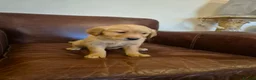 Golden Retriever dogs for sale: Gorgeous dark kc golden retriever pups - Advert 7