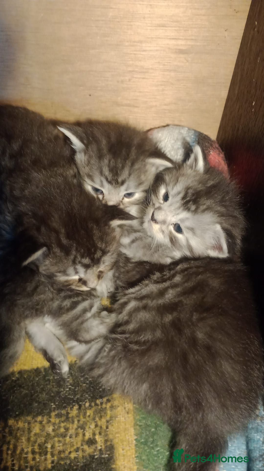 Maine Coon cats Maine Coon Kittens - Advert 2