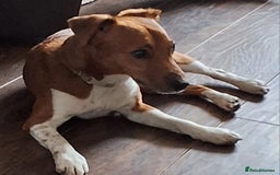 Plummer Terrier dogs for sale: Plummer Terrier - Image 4