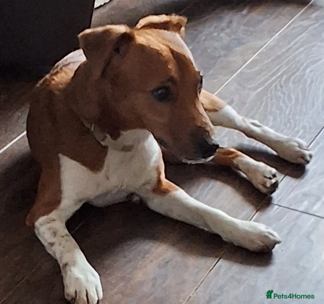 Plummer Terrier dogs for sale: Plummer Terrier - Image 4