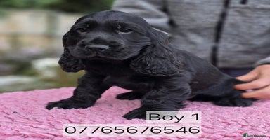 Cocker Spaniel dogs - Advert 3