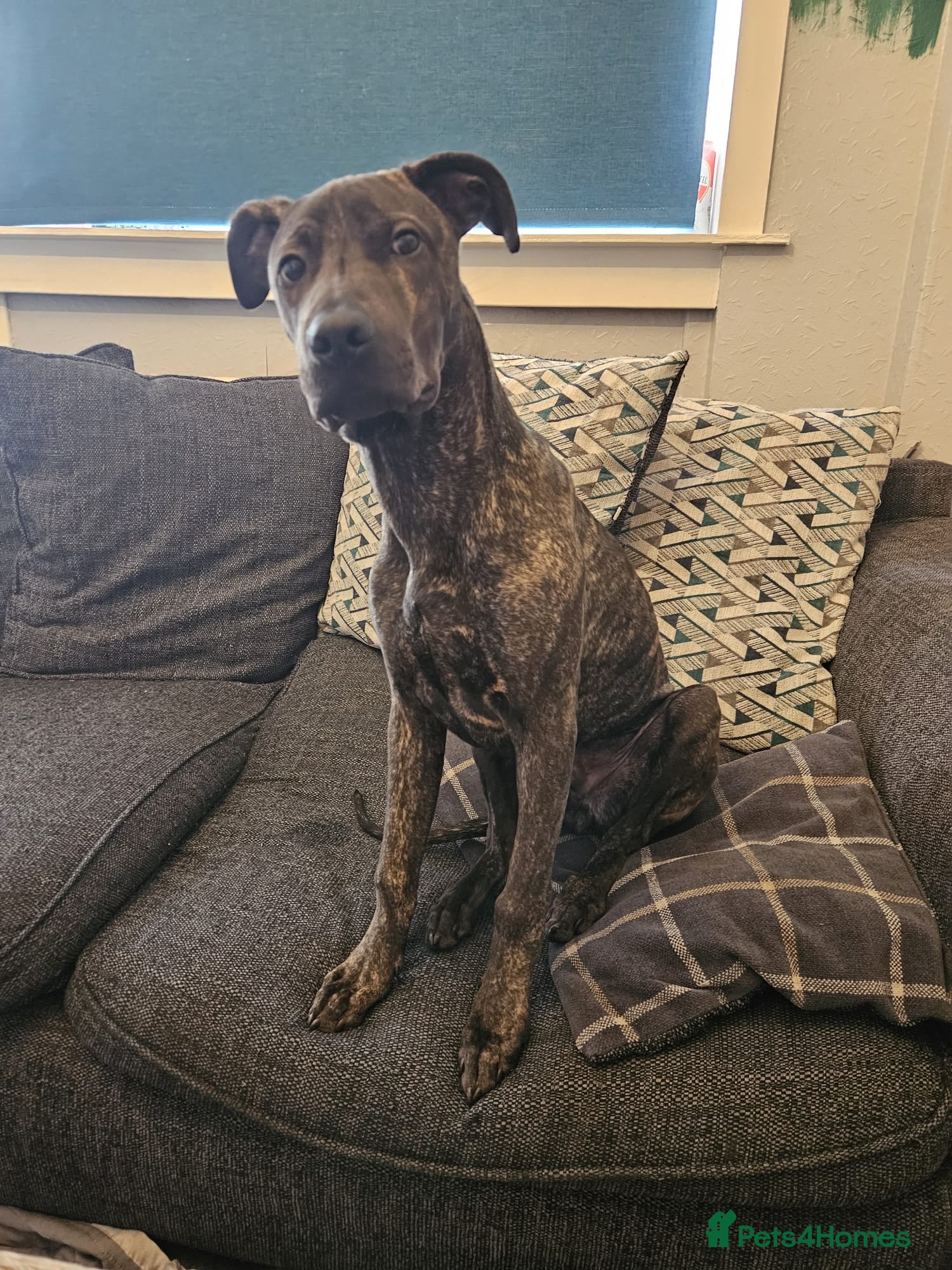 Mixed Breed dogs LOKI, gorgeous cross breed - Advert 9