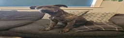 Mixed Breed dogs for sale: LOKI, gorgeous cross breed - Advert 1