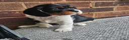 Cavalier King Charles Spaniel dogs for sale: Beautiful Cavalier King Charles Spaniel 7 Puppies - Advert 7