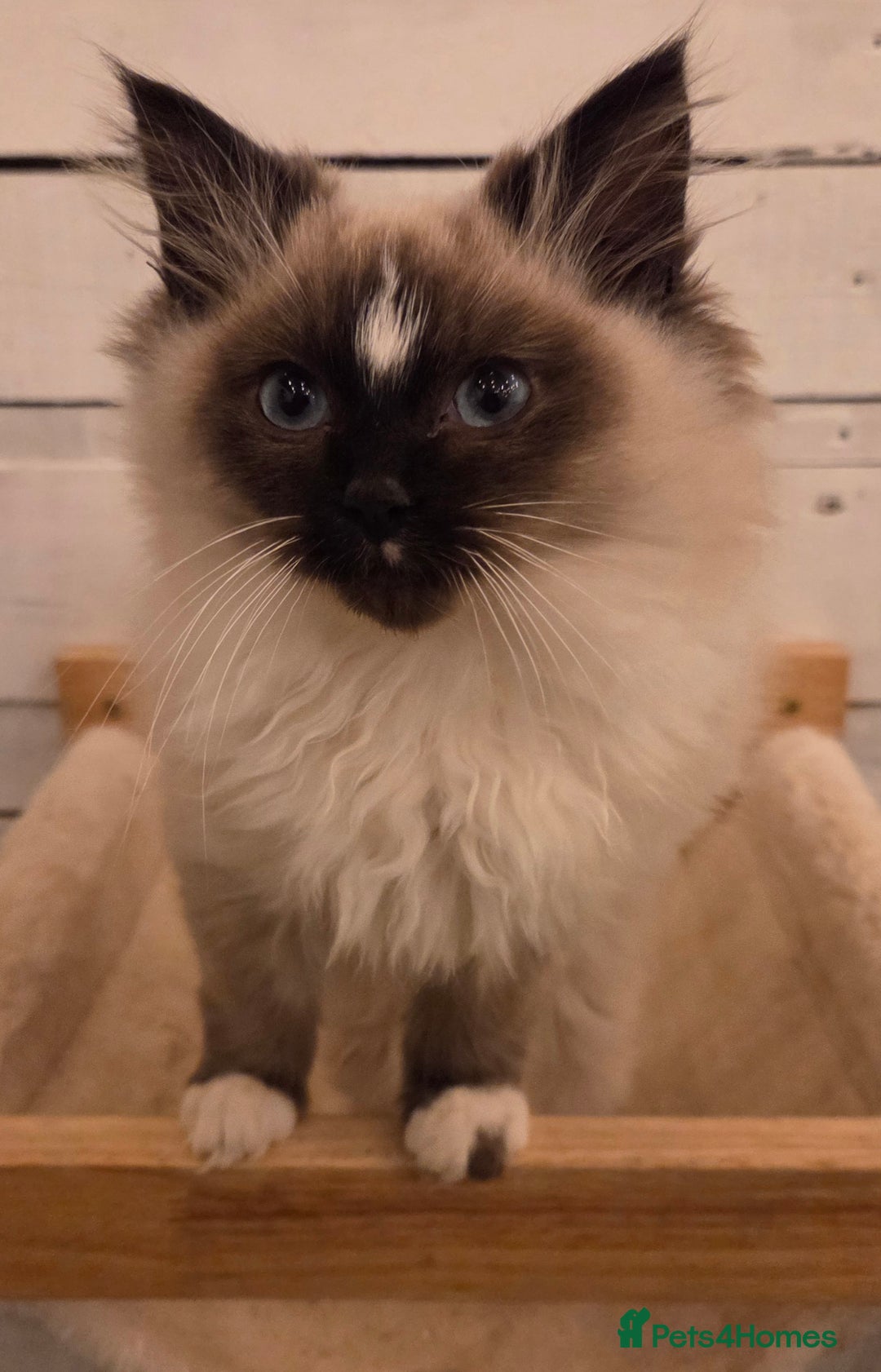 Ragdoll cats for sale: 1 Beautiful Male Seal Mitted Ragdoll with Blaze - Advert 2