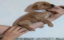 Labrador Retriever dogs for sale: litter of 11 kc reg lab retrievers 10weeks old - Image 23