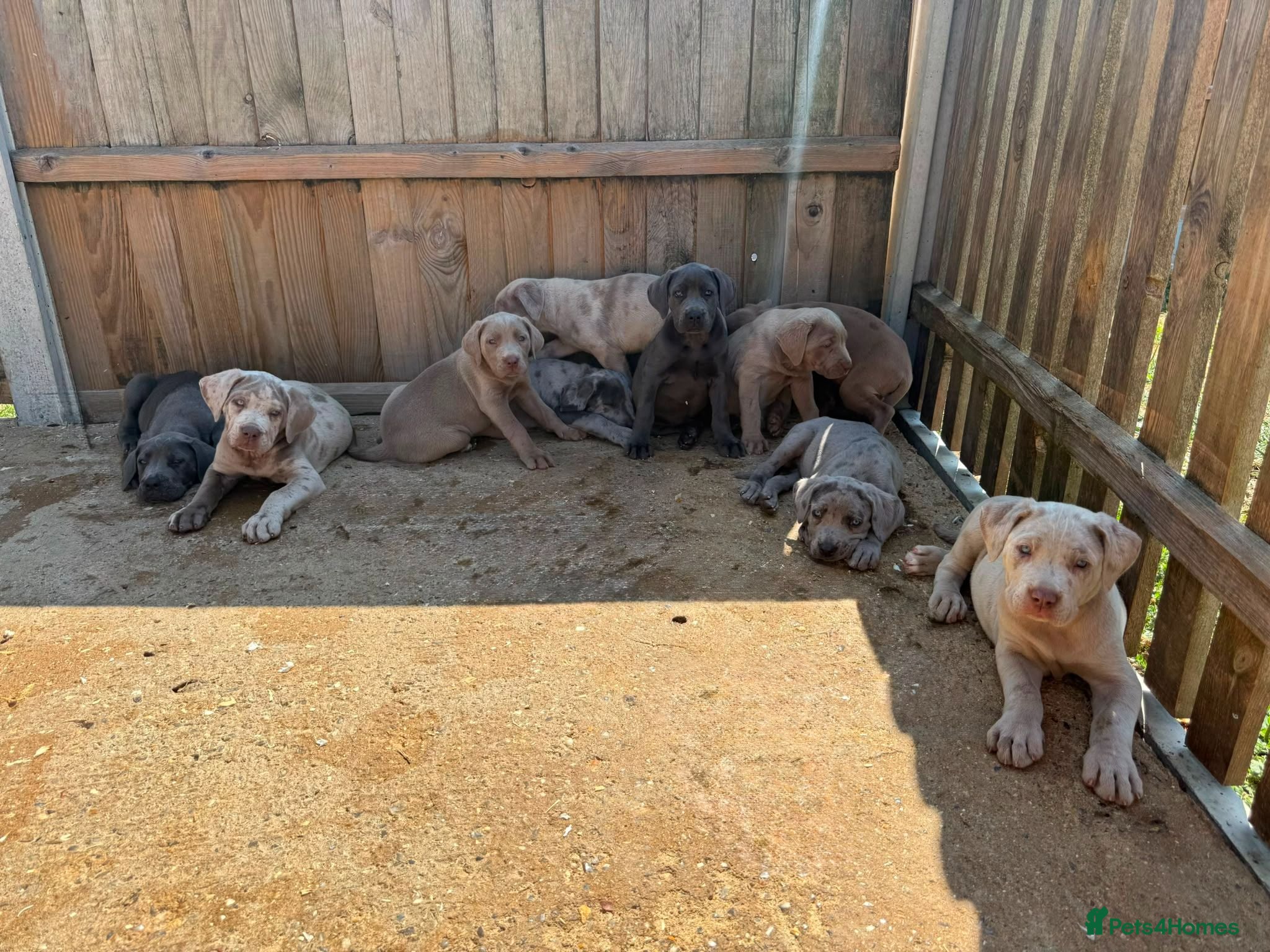 Cane Corso dogs Cane corso pups  - Advert 7