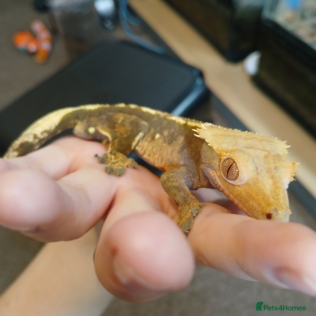 Gecko reptiles for sale: Crested gecko male - Image 4