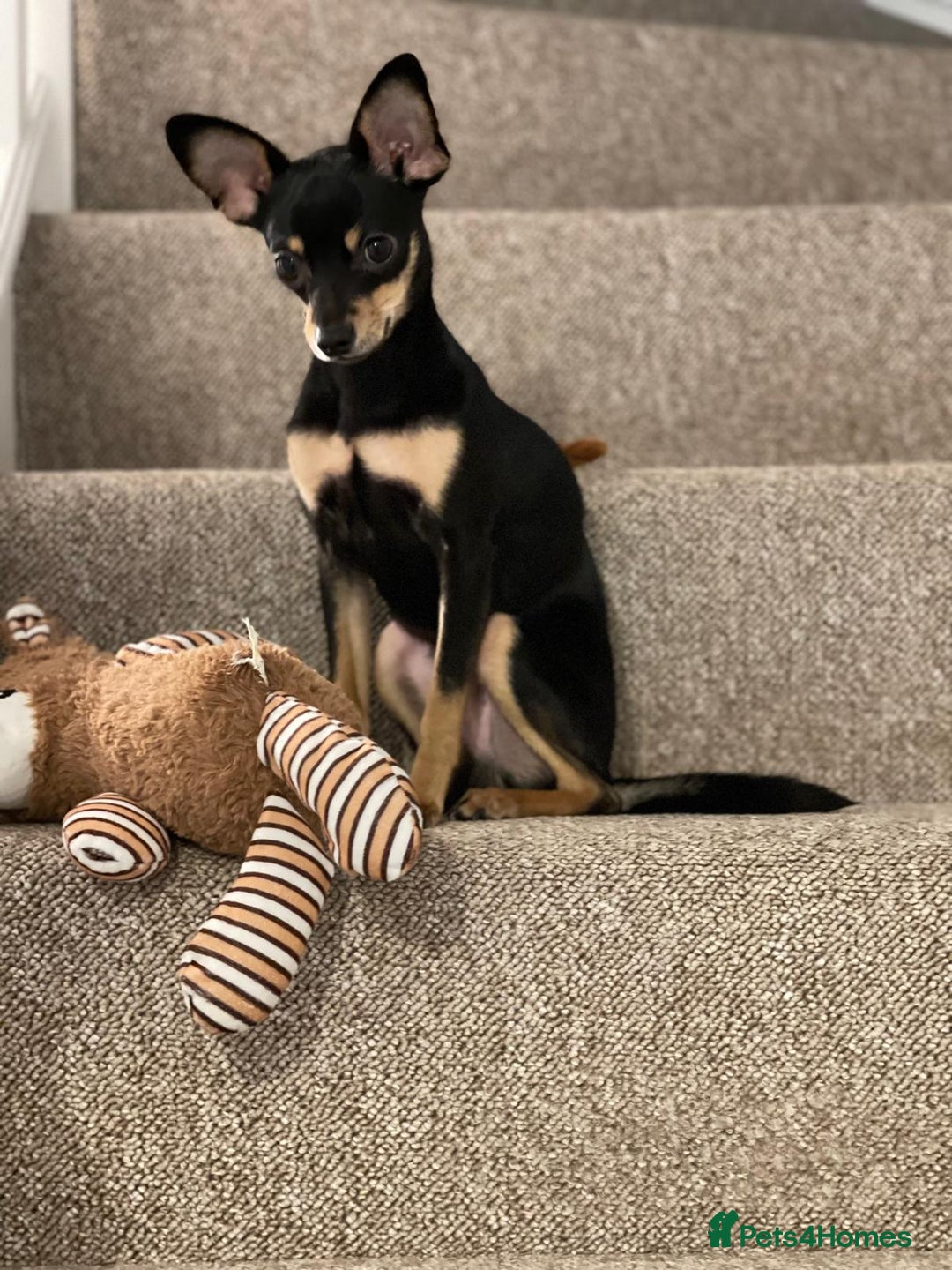 Russian Toy Terrier dogs for stud: Not Proven Stud Looking For Female  - Image 10