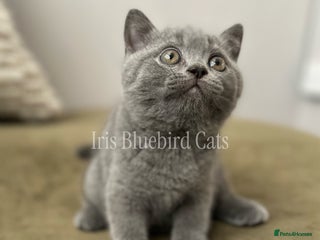 British Shorthair cats British Shorthair Blue male Kittens - Advert 2