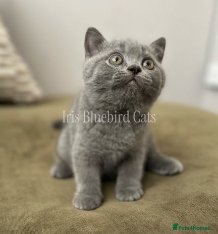 British Shorthair cats British Shorthair Blue male Kittens - Advert 1