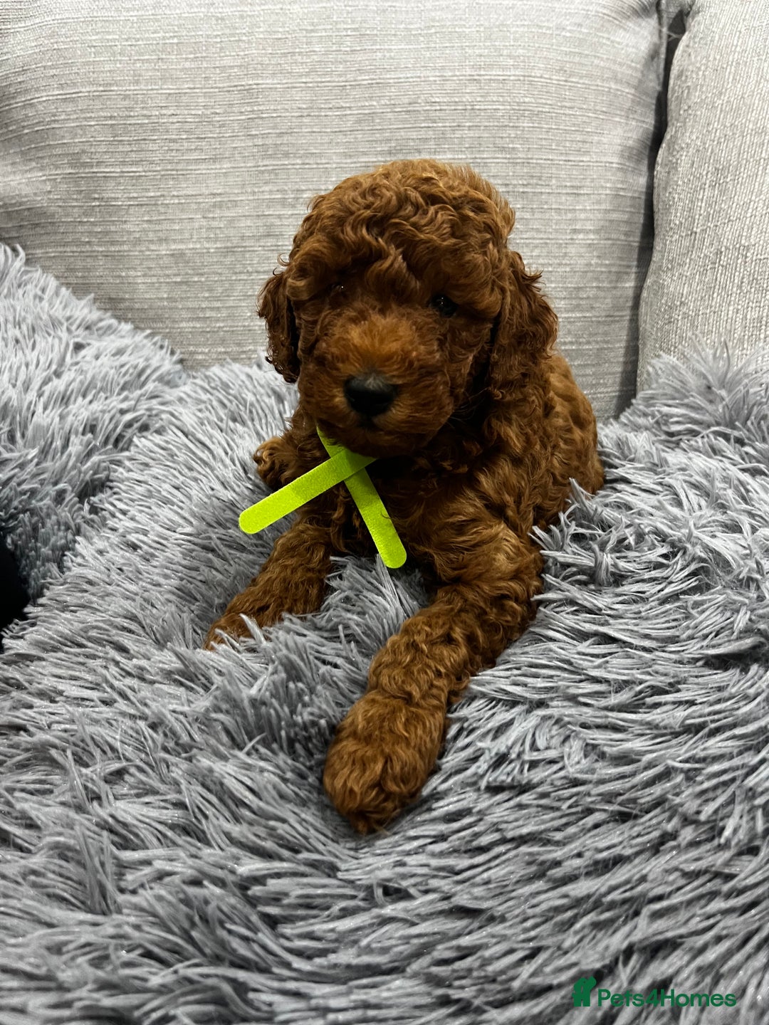 Labradoodle dogs for sale: Miniature Labradoodle  - Advert 5