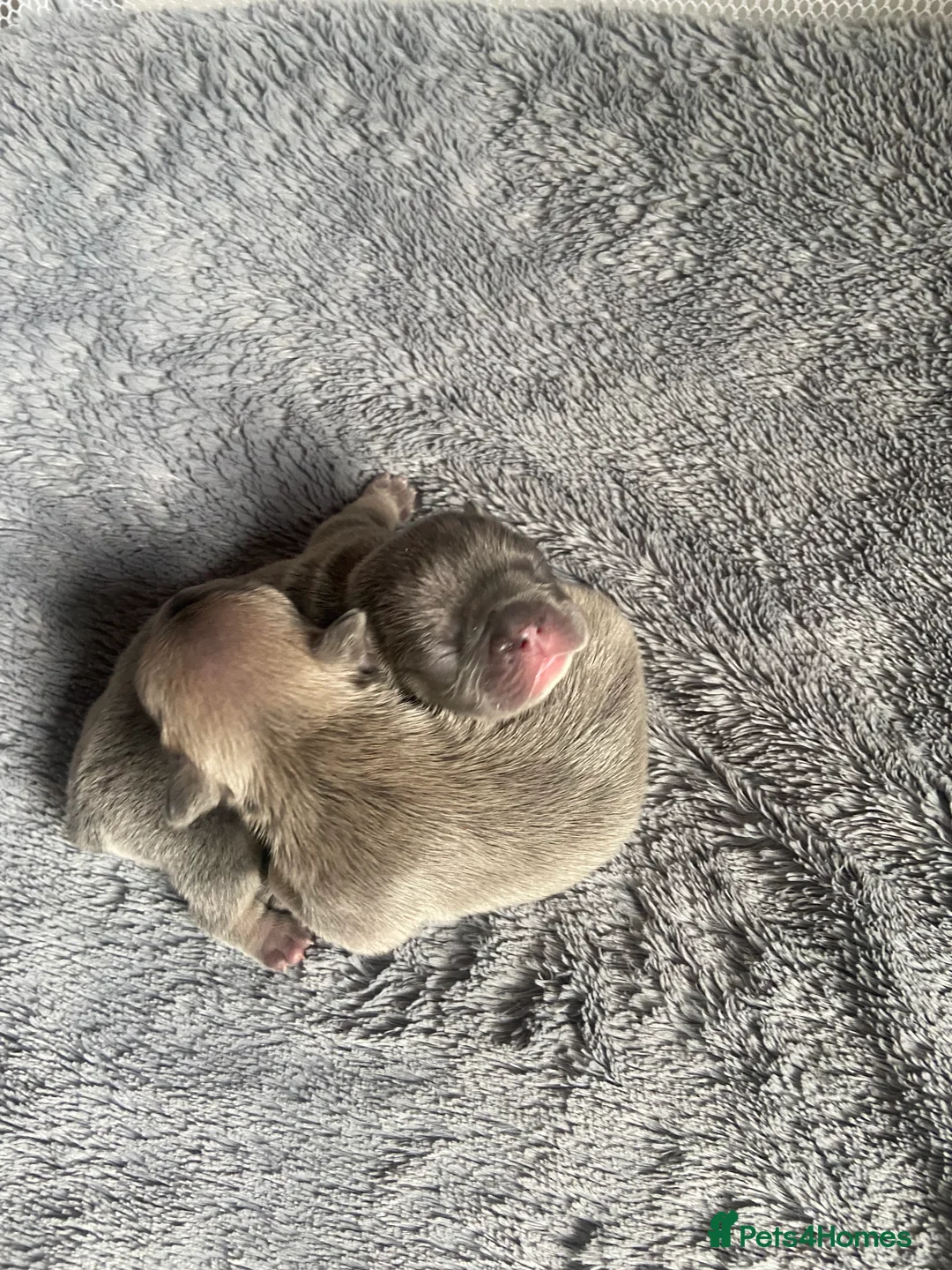 Mixed Breed dogs for sale: French bulldog/English bulldog - Advert 6