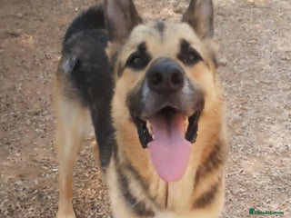 German Shepherd dogs Friendly FELIX - Advert 1