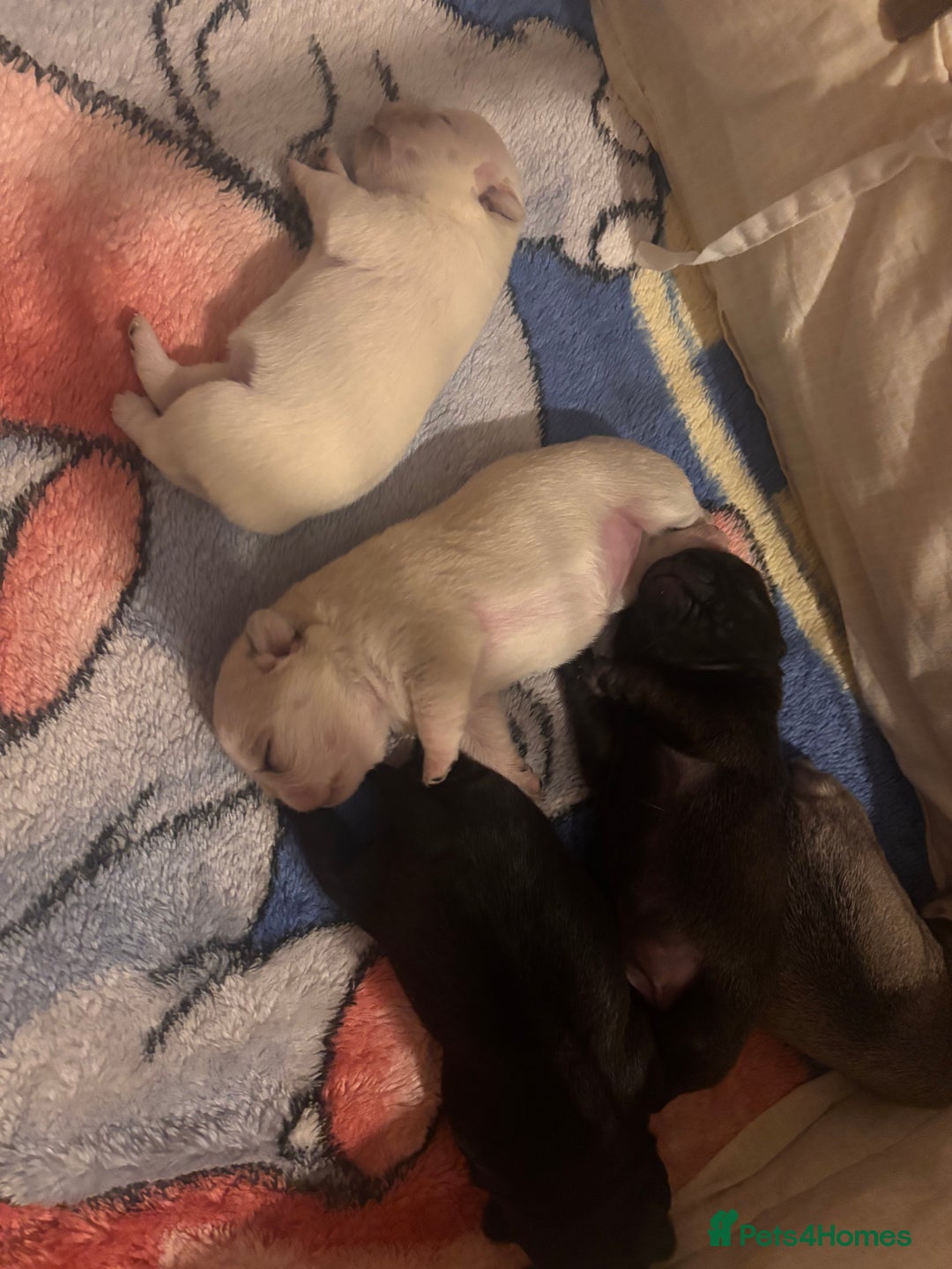 Pug dogs for sale: KC reg pug puppies  - Advert 3