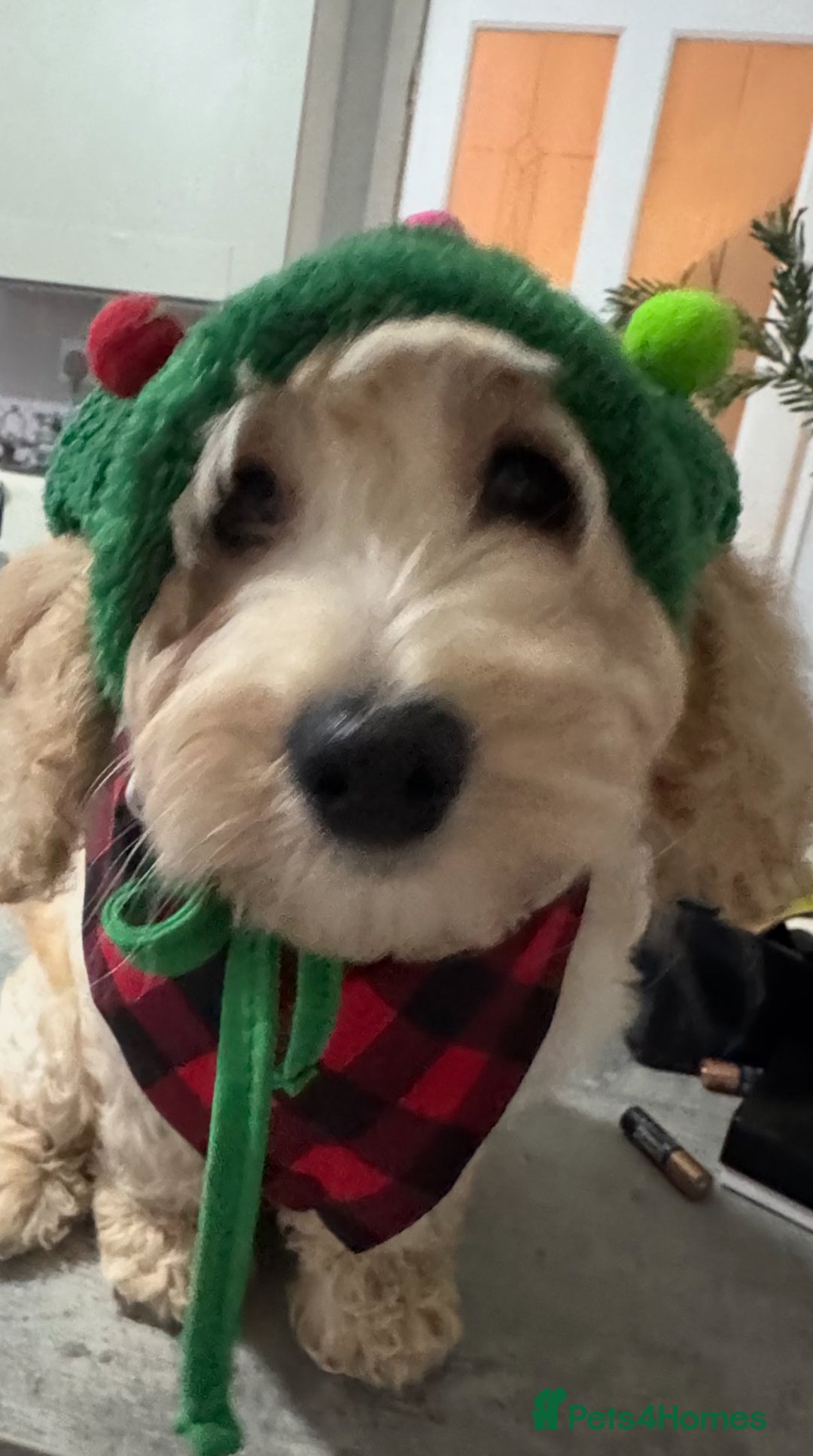 Cockapoo dogs for sale: Beautiful cockapoo puppy ready now xxx - Advert 1