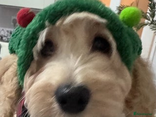 Cockapoo dogs Beautiful cockapoo puppy ready now xxx - Advert 9