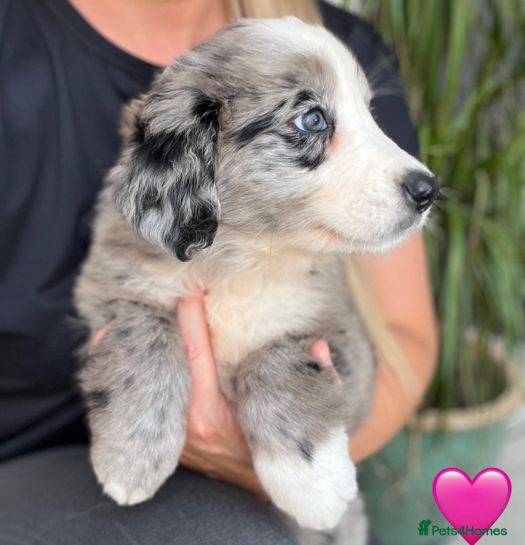 Bernese Mountain Dog dogs for sale: Stunning Chunky Bordernese Puppies - Image 18
