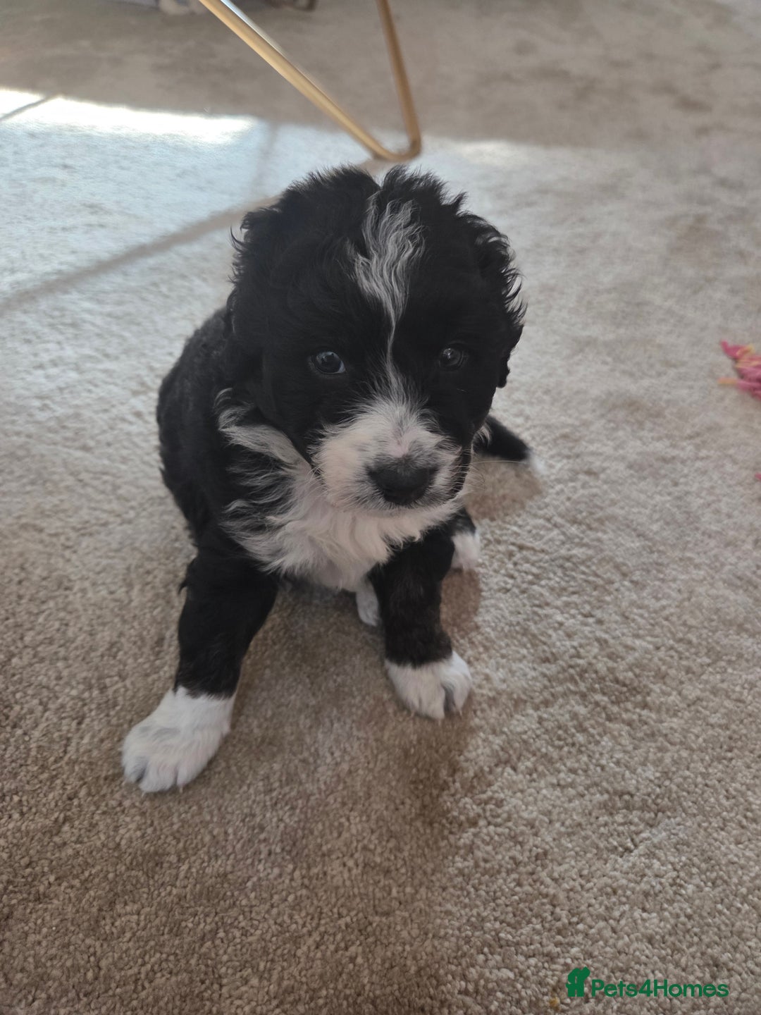 Bordoodle dogs for sale: F2 Bordoodle puppies - Image 19