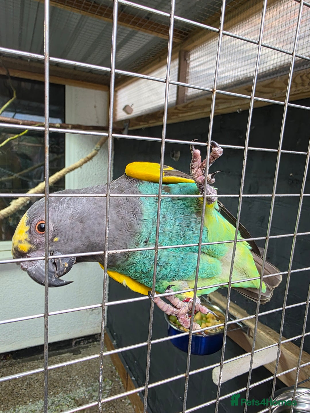 Parrots birds for sale: Meyers Cock Bird CR DNA - Advert 4