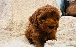 Toy Poodle dogs for sale: 🤎Toy poodles🤎 - Image 4