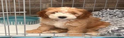Labradoodle dogs for sale: Absolutely beautiful, F1bb Miniature Labradoodles  - Advert 27