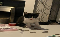 Mixed Breed cats for sale: Female kitten - Image 2