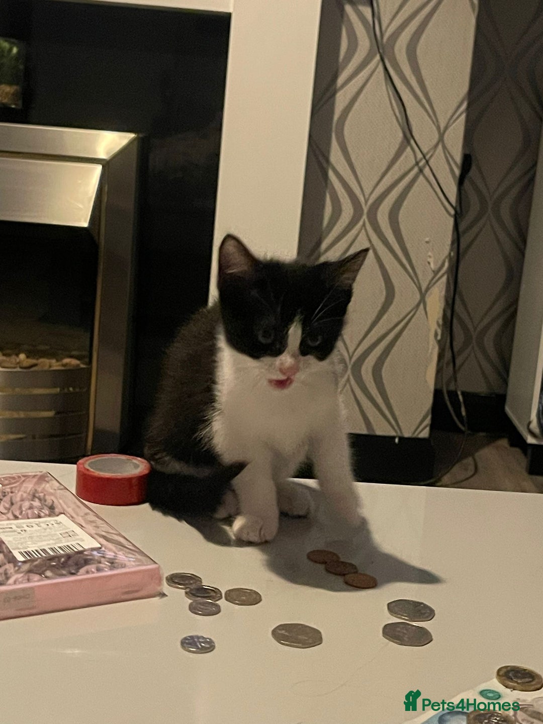 Mixed Breed cats for sale: Female kitten - Image 2