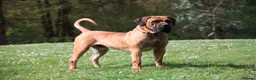 Boerboel dogs for sale: Topguard Kennels 2026 waitlist now open! - Advert 22