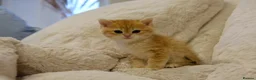British Shorthair cats for sale: BSH Golden boys TICA Reg  - Advert 32