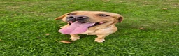 Labrador Retriever dogs for stud: Proven Stud in Workington - Advert 7