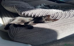 Turkish Angora cats for sale: Turkish angora kitten  - Image 1
