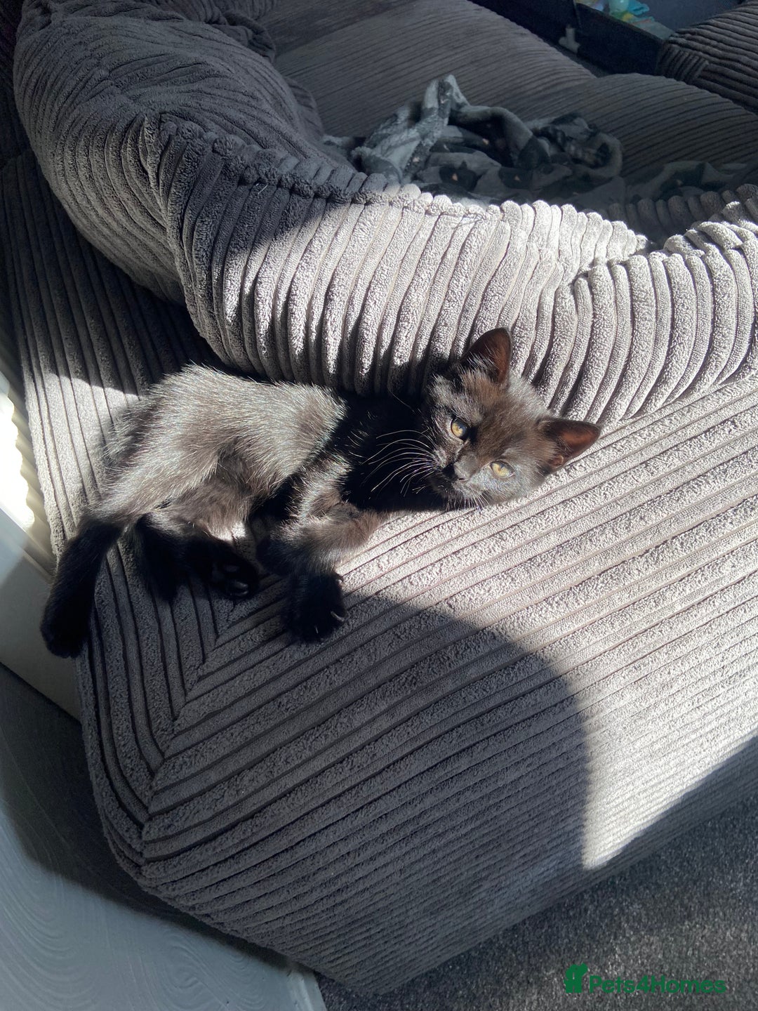 Turkish Angora cats for sale: Turkish angora kitten  - Image 1