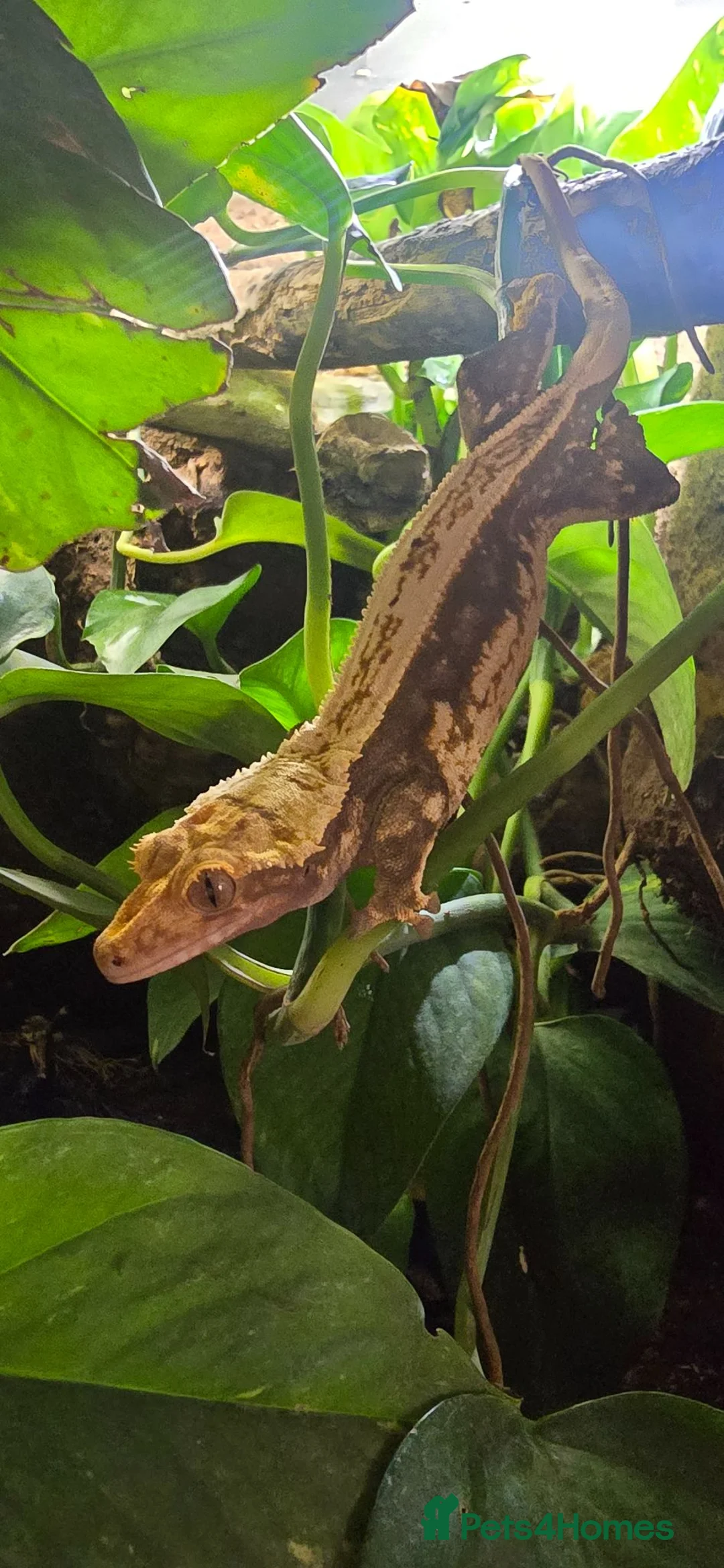 Gecko reptiles for sale: Female crested gecko + setup in Worthing - Advert 1