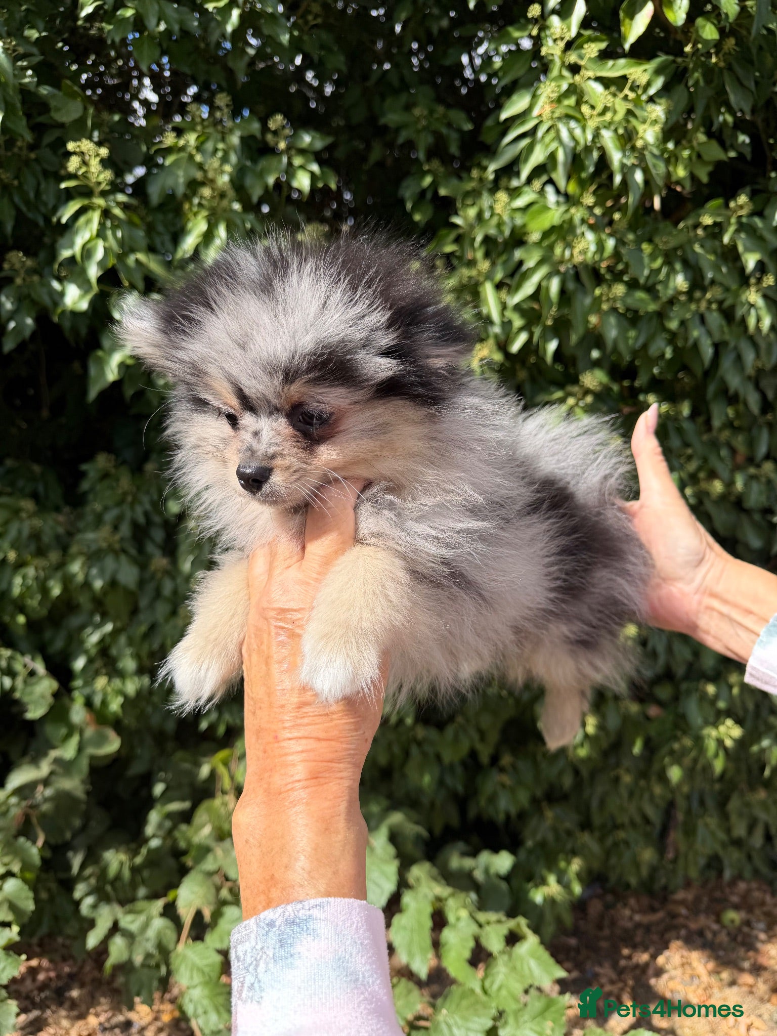 Pomeranian dogs Beautiful Pomeranian Puppies - Advert 1