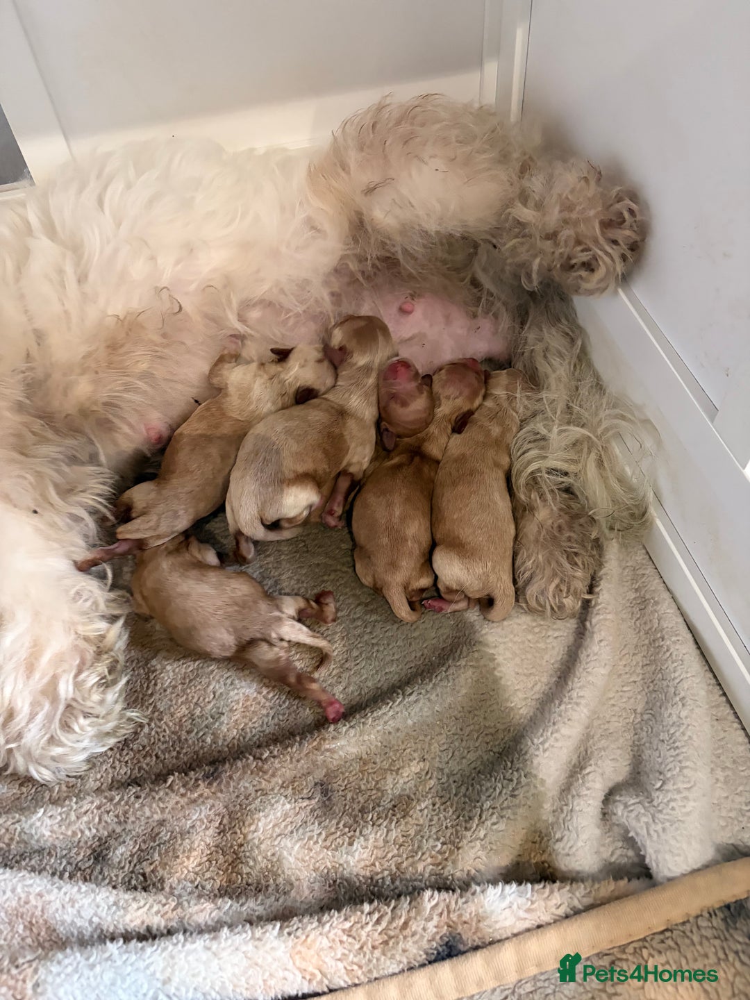 Mixed Breed dogs for sale: Cavapoochon  - Image 3