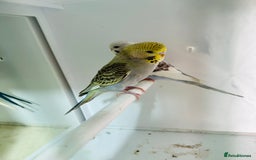 Budgerigars birds for sale: Stunning baby rainbow/pied budgies  in Luton - Image 8
