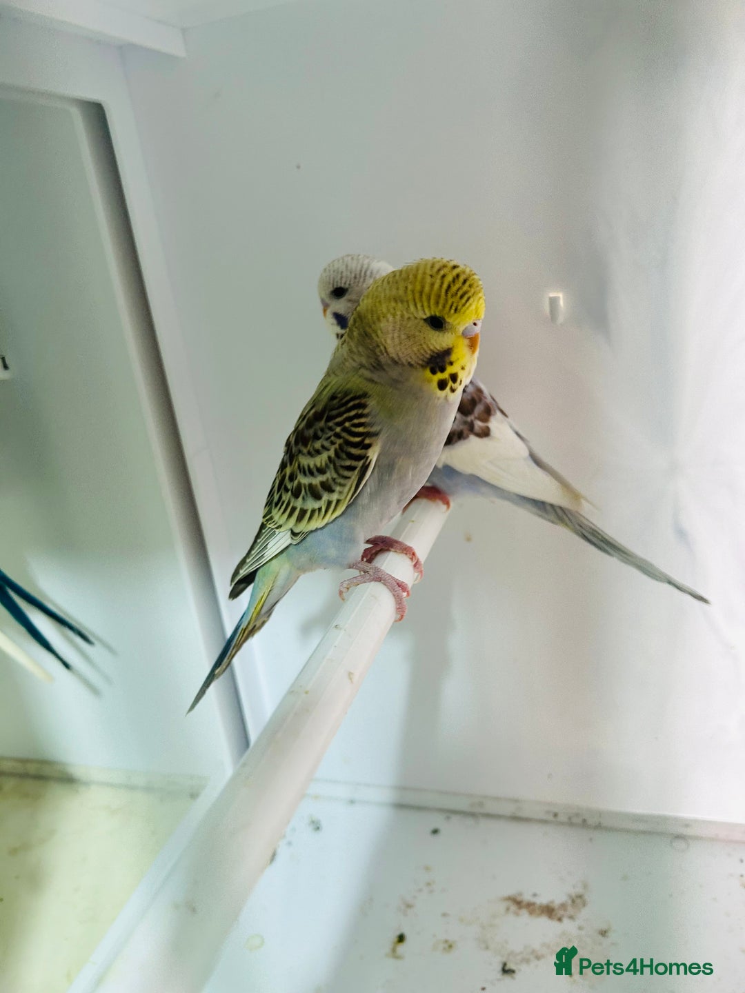 Budgerigars birds for sale: Stunning baby rainbow/pied budgies  in Luton - Image 8
