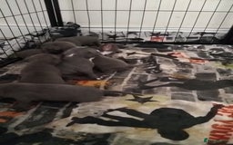Staffordshire Bull Terrier dogs for sale: Blue male staff puppies  - Image 13