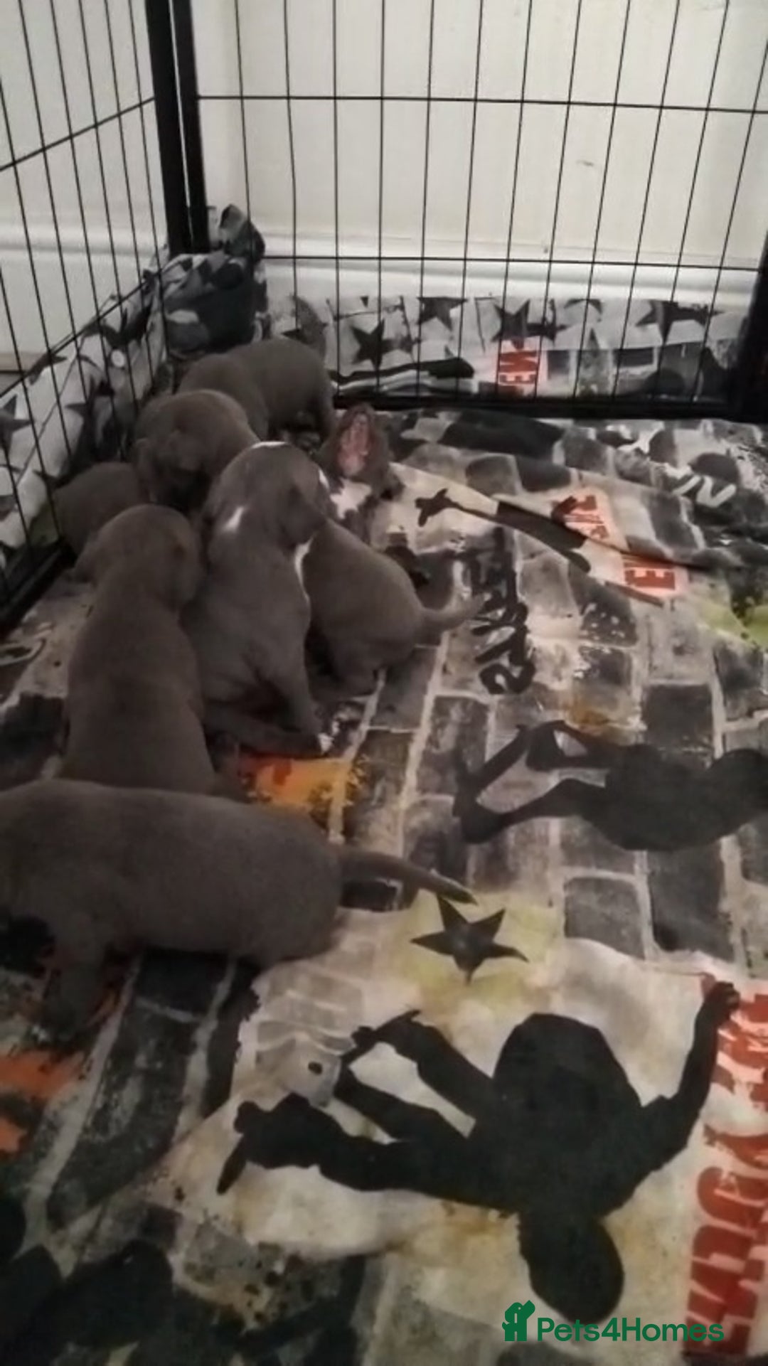Staffordshire Bull Terrier dogs for sale: Blue male staff puppies  - Image 13