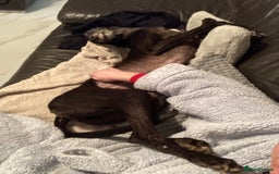 Greyhound dogs for sale: Ex racing greyhound - Image 5