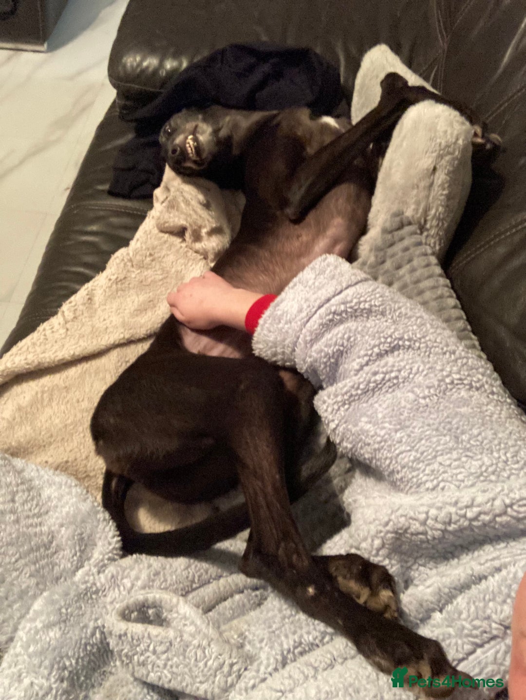 Greyhound dogs for sale: Ex racing greyhound - Image 5
